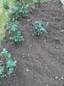 Entretien d’un massif de rosiers et désherbage d’un jardin à Dijon