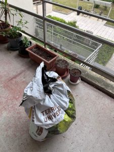 Rempotage et entretien de plantes sur un balcon à Dijon
